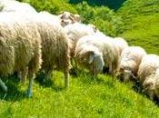 sous-filière ovins-lait bientôt dans l’ambulance