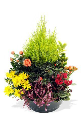 Interflora-coupe de plantes