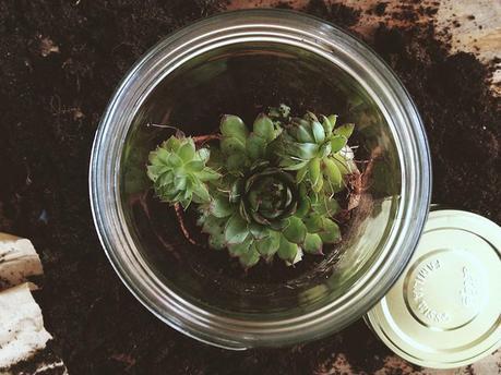 The World is a Kit, Make it! #4 :: Tutorials! et délicatement recouvrir de terre tout son pourtours - tassez bien la terre pour que la plante soit bien fixée,