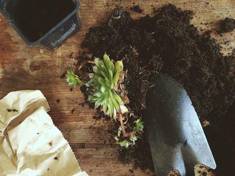 The World is a Kit, Make it! #4 :: Tutorials! Retirez la plante de son godet, cassez la motte de terre qui l'entoure, pour ne garder que l'essentiel: ses racines!
