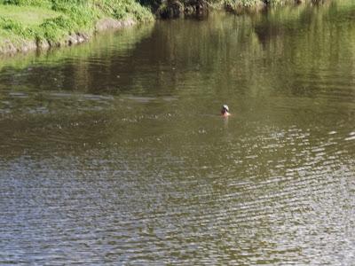 Baignade 30 Octobre 2013