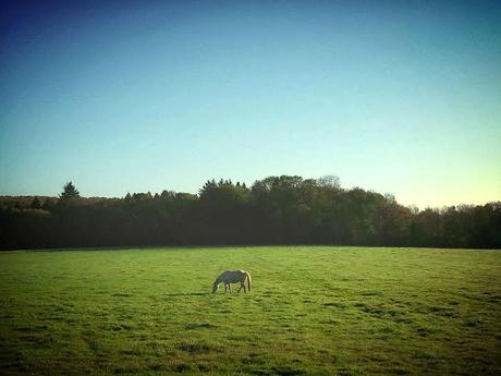 Trail world tour, Via Francigena, étape 16, bucolique!