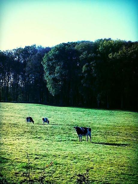 Trail world tour, Via Francigena, étape 16, bucolique!