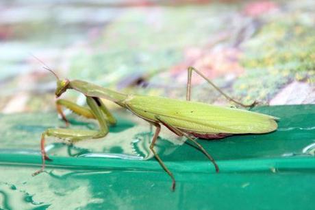 1 mantis romi 30 oct 2013 001.jpg