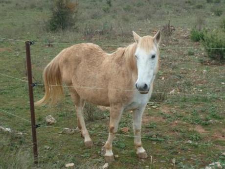 saison,société,automne,voyages,randonnée,découvertes,nouvelles et textes brefs,souvenirs.