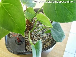 La mésaventure de l'anthurium...un an déjà !