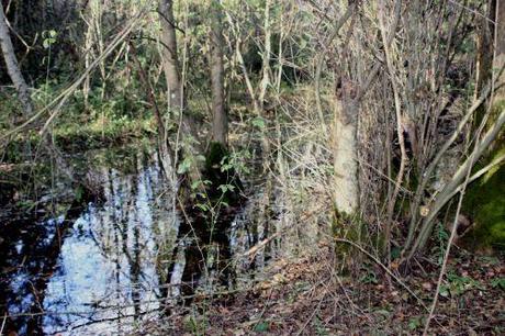 romi 30 oct 2013 030.jpg