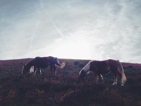 The Autumn Fairy Processed with VSCOcam with f2 preset