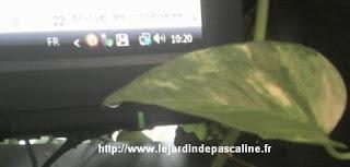 Une larme sur ma plante