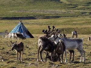 Mongolie : ma rencontre avec le peupleTsaatan