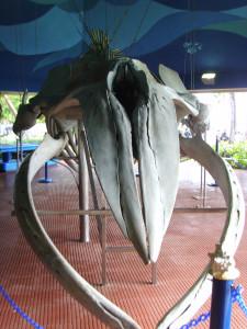 Aquarium Santo Domingo