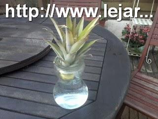 Faire pousser un ananas