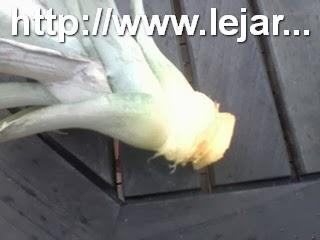 Faire pousser un ananas