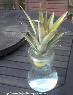 Faire pousser un ananas