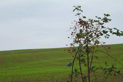 En balade à l'est de Nancy