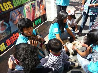 18 | L'APLAB, pour la cause animale en Bolivie
