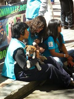 18 | L'APLAB, pour la cause animale en Bolivie