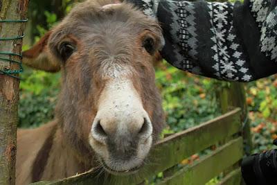 Du côté des Amance