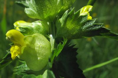 Deux rhinanthes : Rhinanthus alectorolophus et Rhinanthus minor