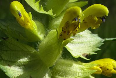 Deux rhinanthes : Rhinanthus alectorolophus et Rhinanthus minor