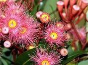 l'or dans feuilles d'eucalyptus