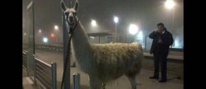 Soutien de Serge Lama aux kidnappeurs de Serge le lama lama1