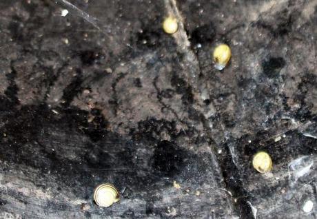 2 romi rec 2 nov 2013 025.jpg