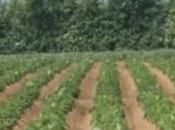 Agriculture Burkina: d'orientation soulagera plus d'un