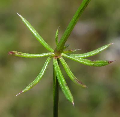 Galium fleurotii (Gaillet de Fleurot)
