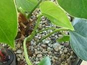 mois sans arrosage....et toujours faire feuilles