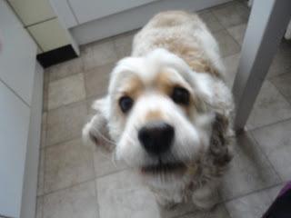 la belle et le bobard