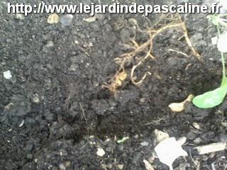 Bouture de groseiller