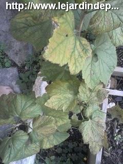 Bouture de groseiller