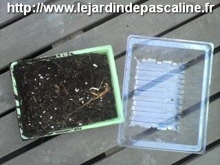 Bouture de groseiller