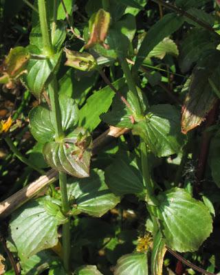 Erythranthe guttata (Mimulus guttatus), Mimule tacheté