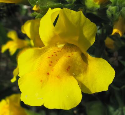 Erythranthe guttata (Mimulus guttatus), Mimule tacheté