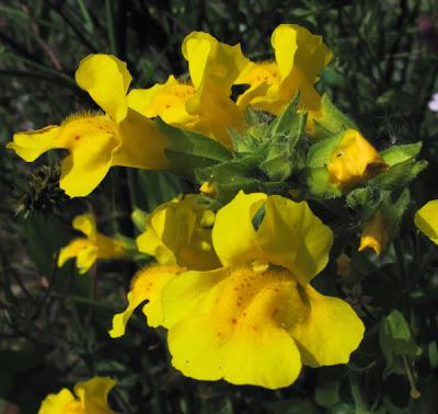 Erythranthe guttata (Mimulus guttatus), Mimule tacheté