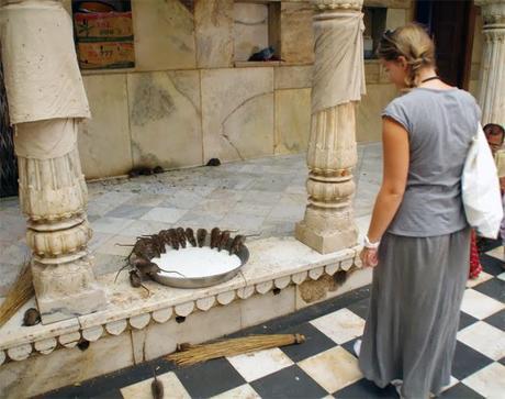 Bikaner : Le Temple des rats