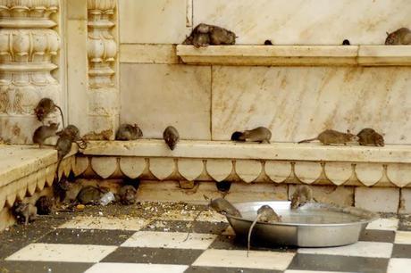 Bikaner : Le Temple des rats
