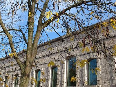 Toul et ses féviers dorés