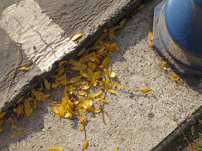 Toul et ses féviers dorés