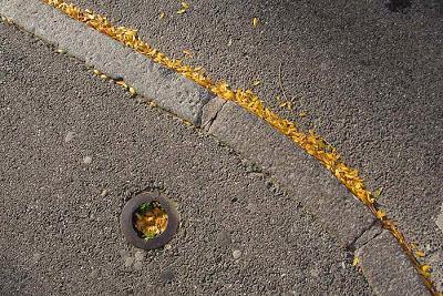 Toul et ses féviers dorés