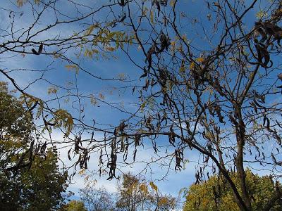 Toul et ses féviers dorés