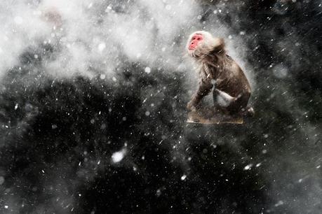 Les 27 plus belles photographies du Wildlife Photographer 2013