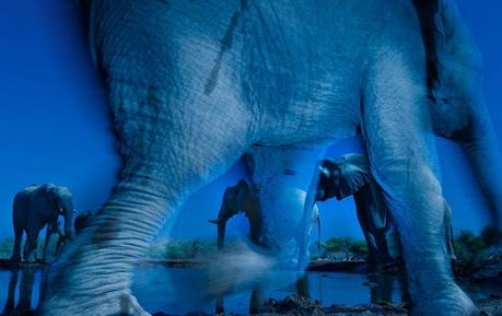 Les 27 plus belles photographies du Wildlife Photographer 2013