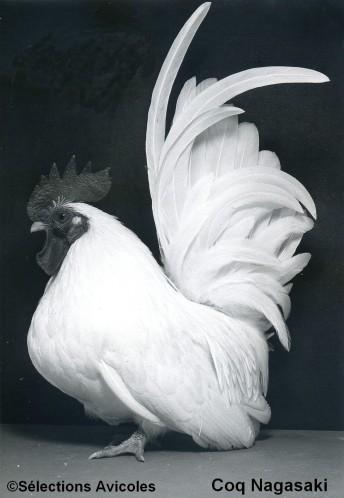 Coq-Nagasaki-blanc.jpg