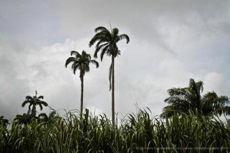 Chroniques de l'aventure guadeloupéenne #2 : Quand on quitte les côtes... gwada-151.jpg
