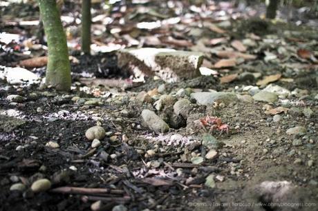 Chroniques de l'aventure guadeloupéenne #2 : Quand on quitte les côtes... gwada-79.jpg