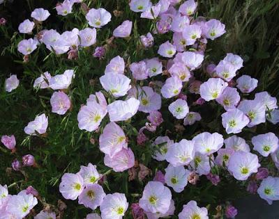 L' Onagre Rose, une belle tueuse de papillons