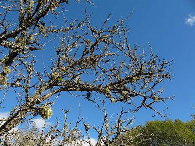 Le verger abandonné